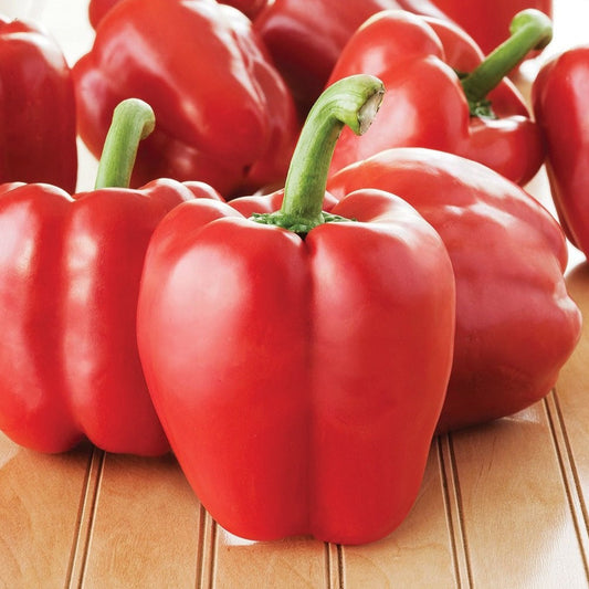 Bright red MIgardener Big Red Bell Pepper showcasing its glossy, plump exterior on the plant.