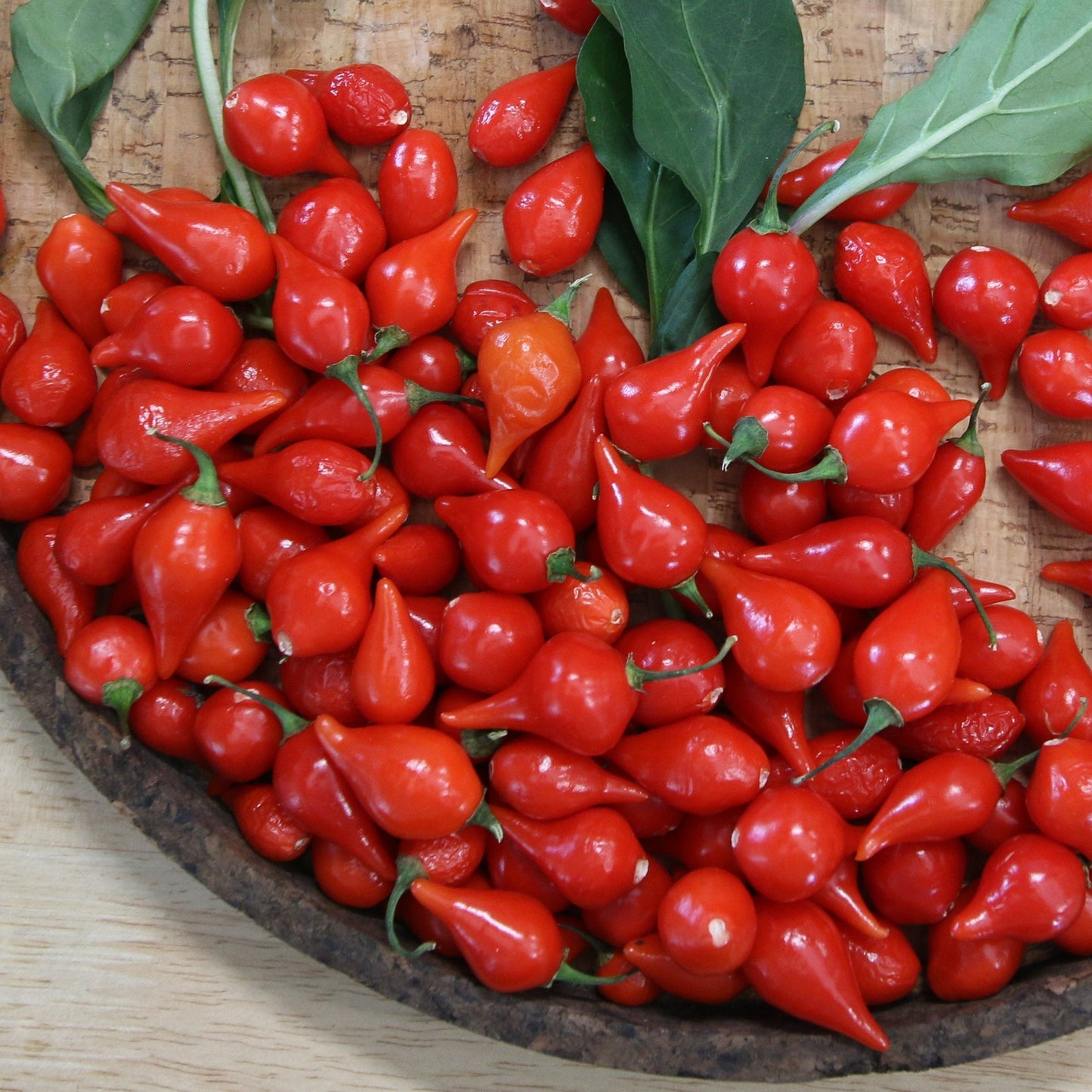 Red Biquinho pepper from MIgardener, small and vibrant chili pepper with a smooth, shiny surface.