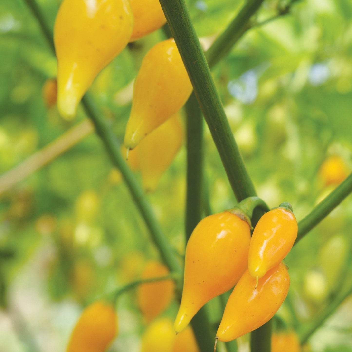 Yellow Biquinho Piquillo Pepper by MIgardener, fresh and vibrant with smooth skin and a small, curved shape.