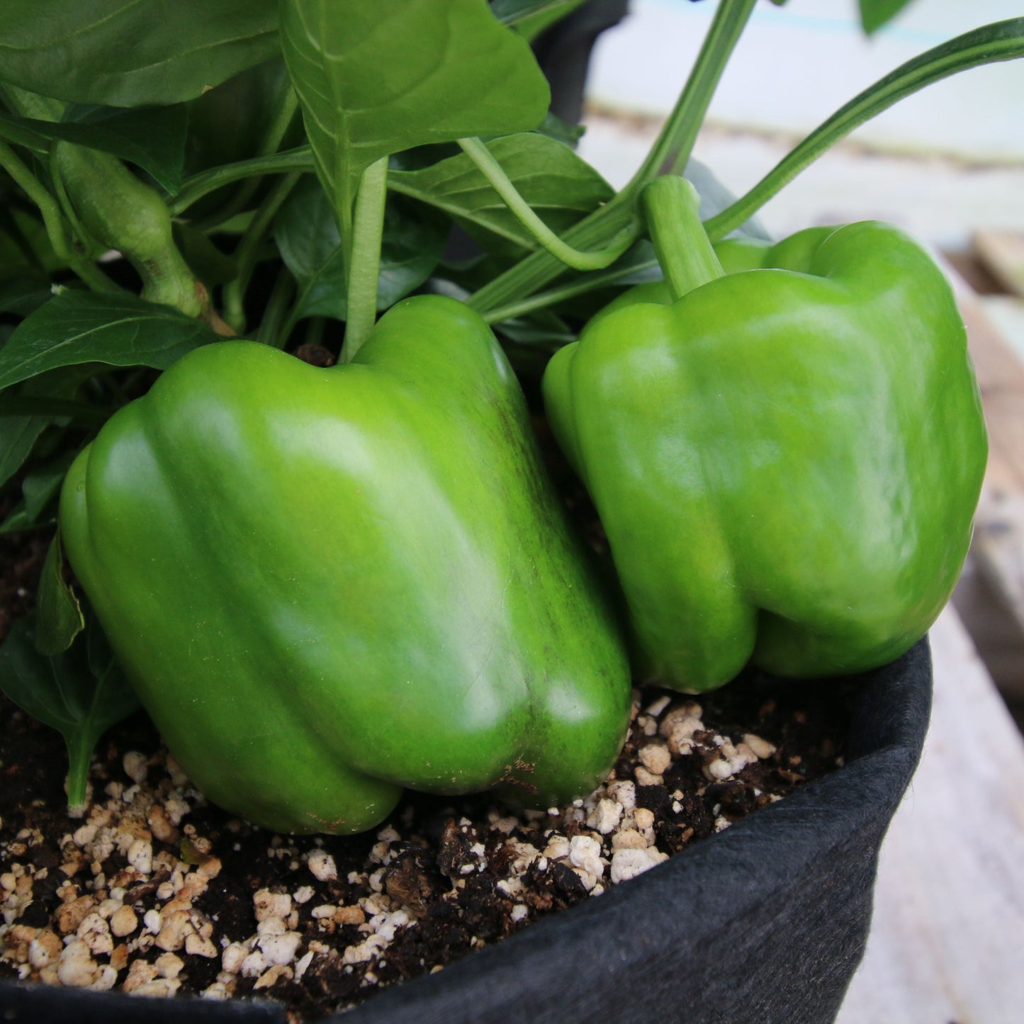 Bright green California Wonder bell pepper from MIgardener, showing its smooth, glossy surface and rounded shape.