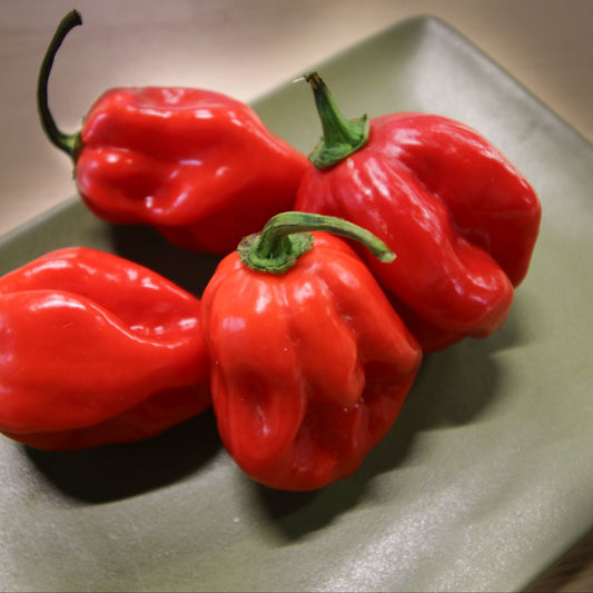 Caribbean Red Habanero pepper from MIgardener, bright red and small with a wrinkled surface, shown on a white background.