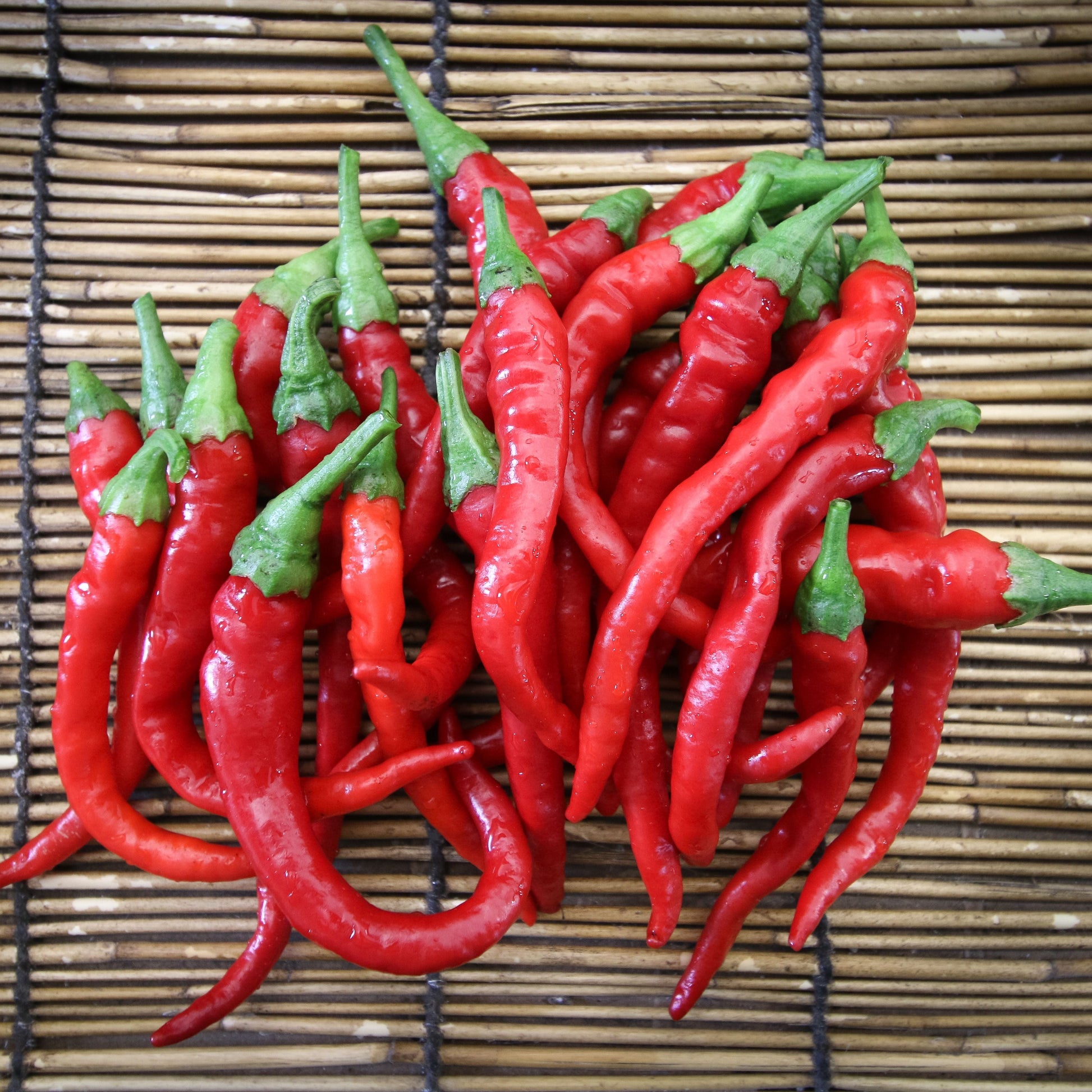 Long, slim cayenne pepper from MIgardener showcasing vibrant red color and smooth, elongated shape on a plain background.