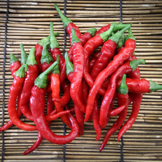 Long, slim cayenne pepper from MIgardener showcasing vibrant red color and smooth, elongated shape on a plain background.