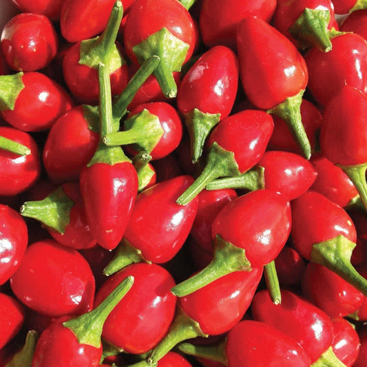 Chiltepin pepper from MIgardener, small fiery red pepper with wrinkled skin, shown in a close-up image.