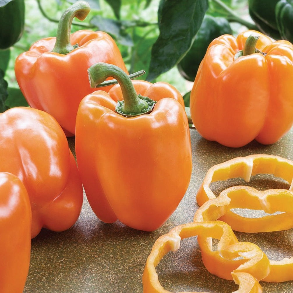 Bright red Coral Bell Pepper from MIgardener, showcasing its vibrant, bell-shaped fruit on the plant.