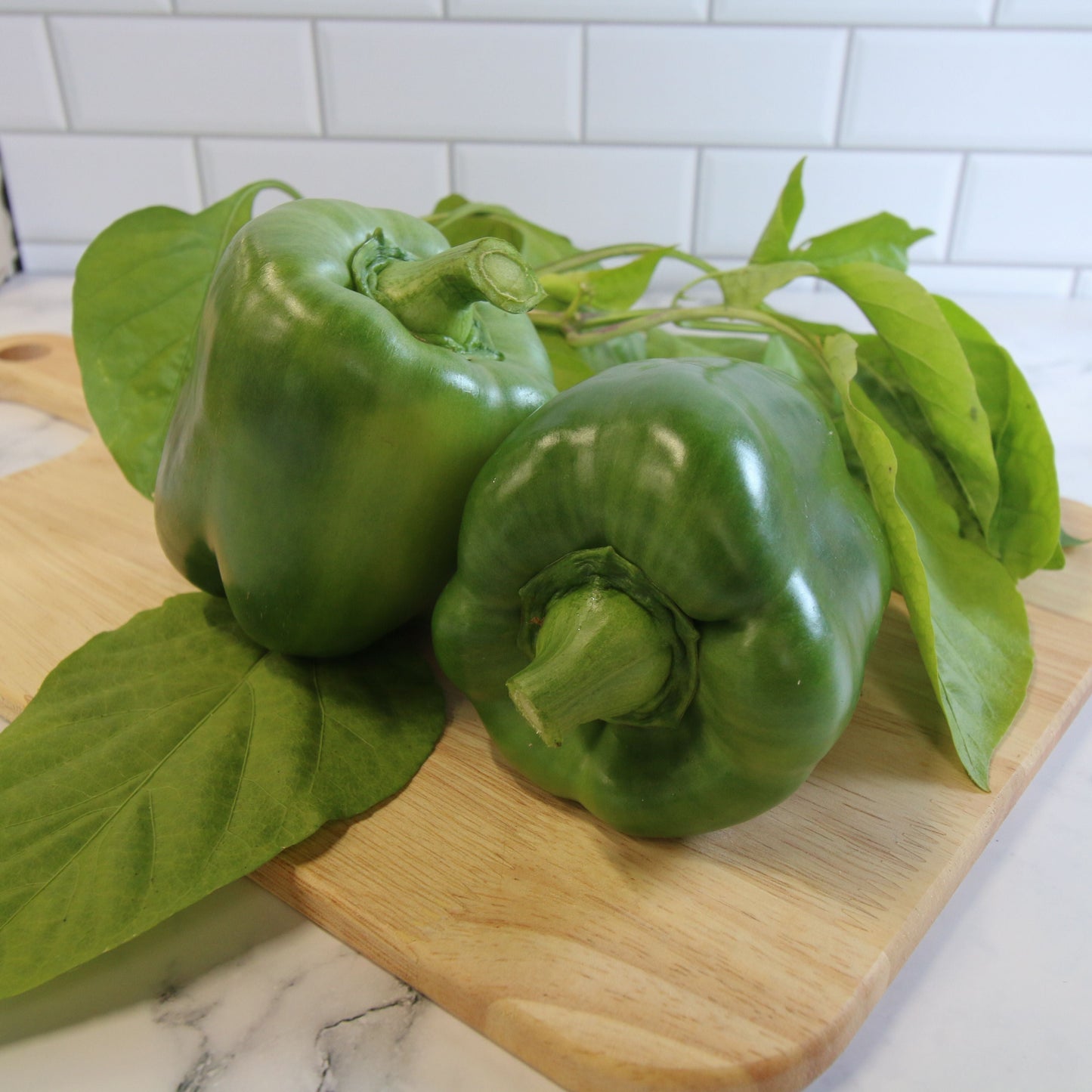 Bright green Emerald Giant Bell Pepper from MIgardener, showcasing its large, glossy, and vibrant pepper on the plant.