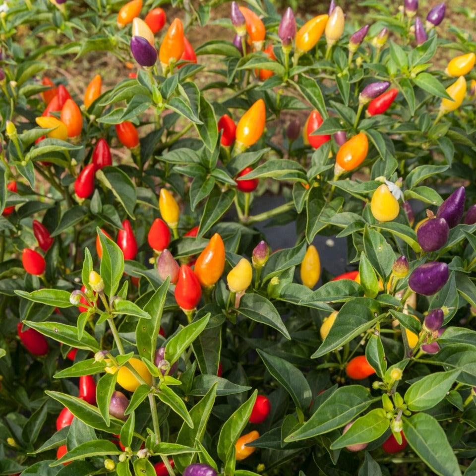 Bright Firecracker Ornamental Pepper from MIgardener, showcasing vibrant red and green peppers on a lush plant.