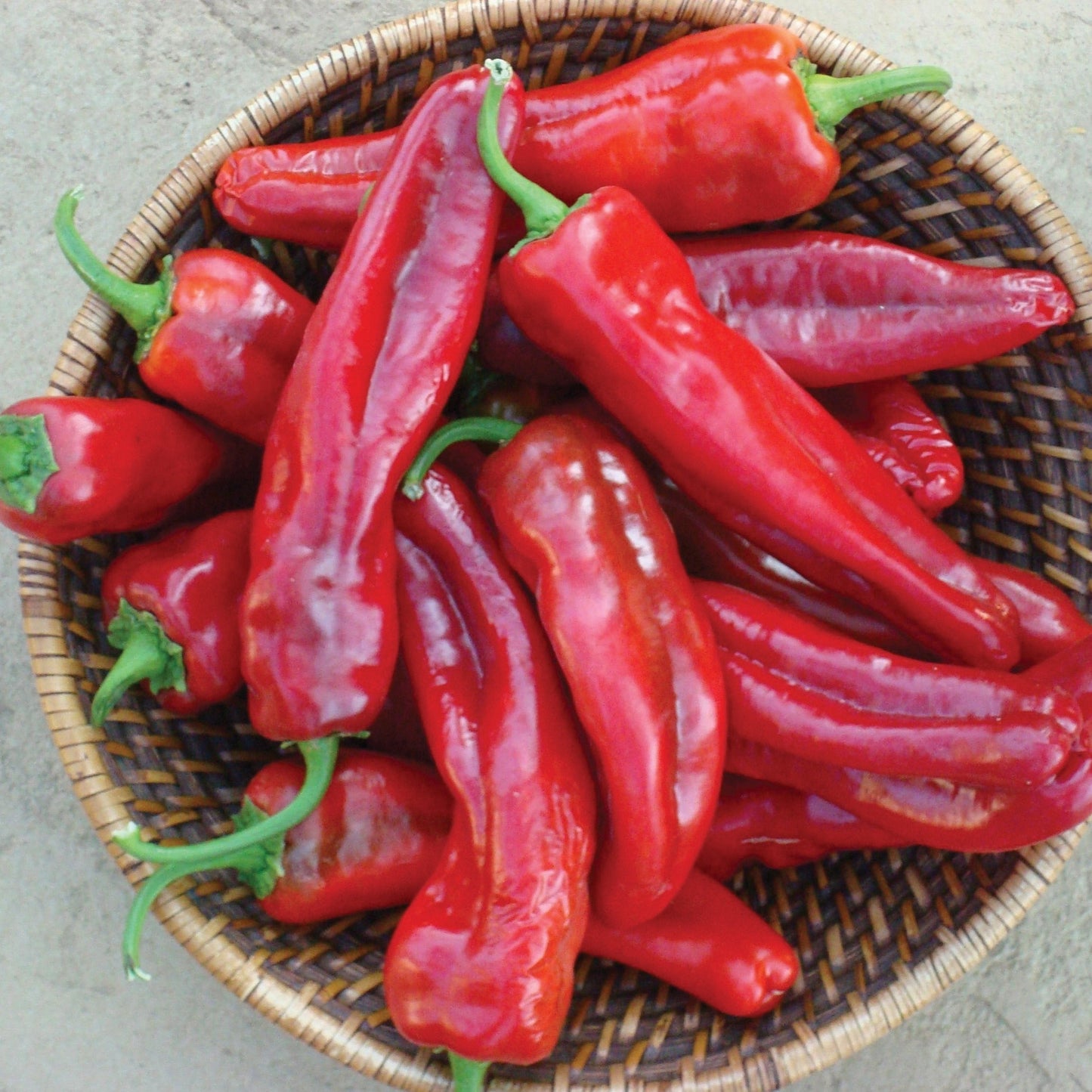Giant Marconi pepper from MIgardener, large green pepper with smooth skin, shown in a close-up image.