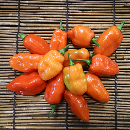 Orange Habanero pepper from MIgardener, showcasing its vibrant color and spicy, bell-shaped appearance.