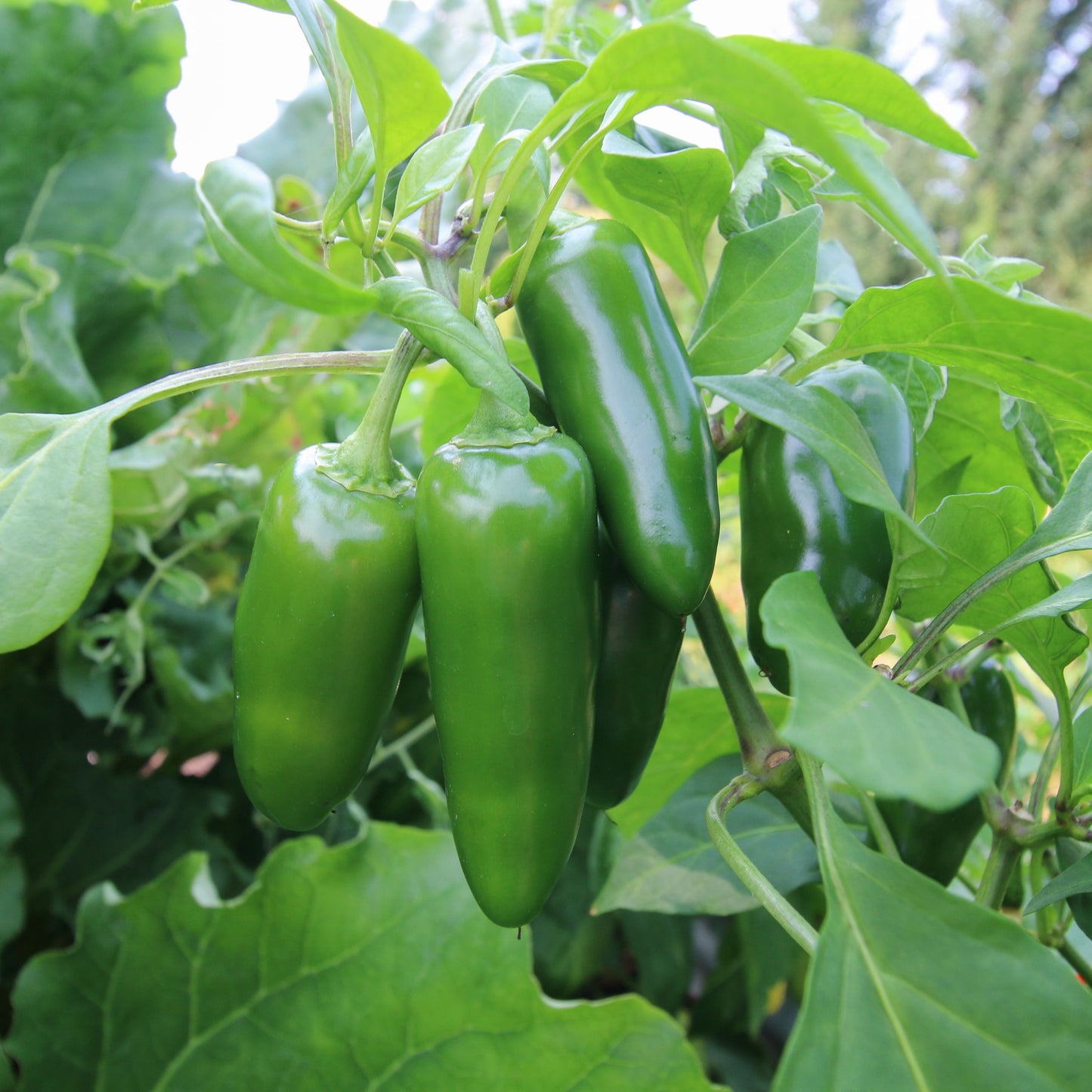 Early Jalapeno pepper from MIgardener, showcasing vibrant green peppers on a plant ready for harvest.