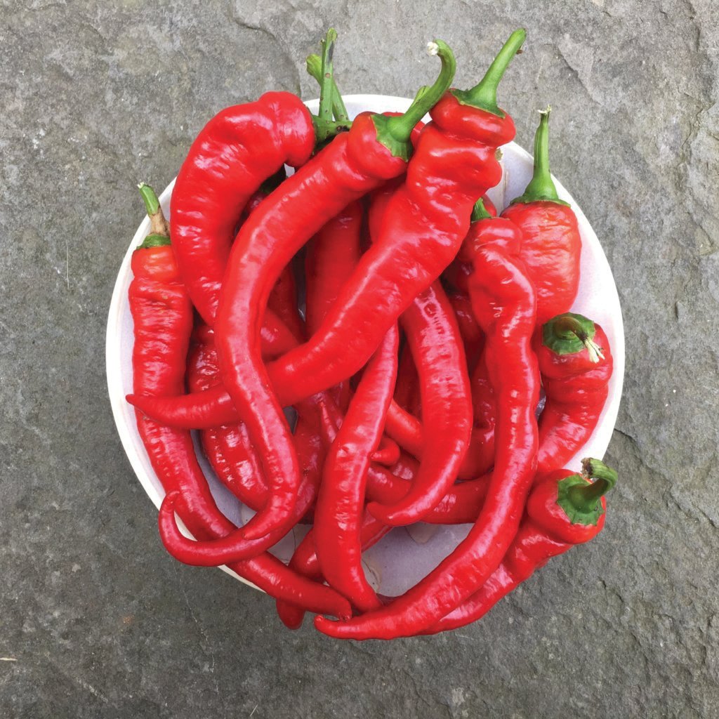 Red Jimmy Nardello pepper from MIgardener, elongated sweet pepper with smooth skin and vibrant color, ready for harvest.