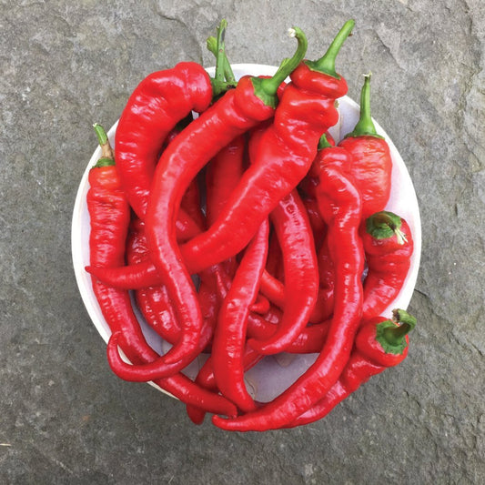 Red Jimmy Nardello pepper from MIgardener, elongated sweet pepper with smooth skin and vibrant color, ready for harvest.