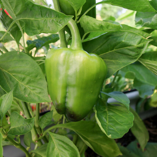 Bright green Keystone Giant Bell Pepper from MIgardener, showcasing its large, shiny, and healthy pepper on the plant.