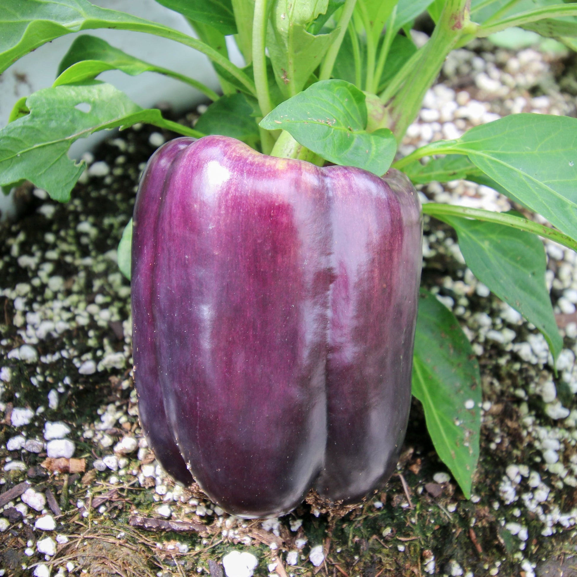 Lilac Bell Pepper by MIgardener, fresh purple pepper with smooth skin and a vibrant color, ready for cooking or snacking.