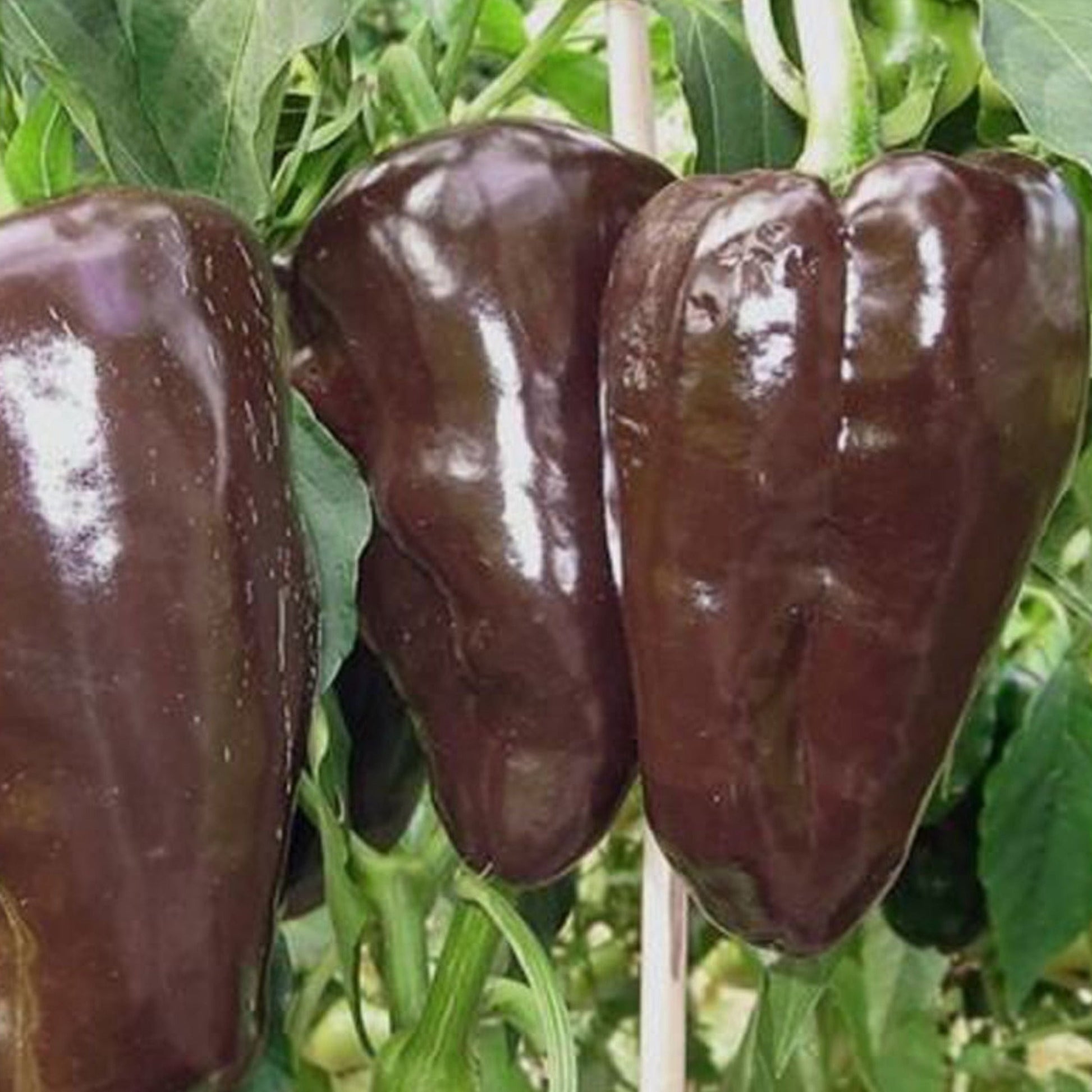 Mulato Isleno pepper from MIgardener, showcasing dark, wrinkled pepper with a glossy surface and vibrant green stem.
