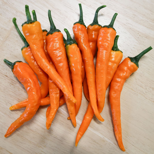Bright orange cayenne pepper from MIgardener, showcasing its elongated shape and vibrant color, ideal for spicy dishes.