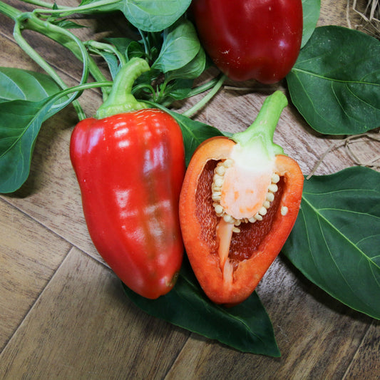 MIgardener pimento pepper showing vibrant red, round shape, fresh and ripe, ideal for adding flavor to dishes.