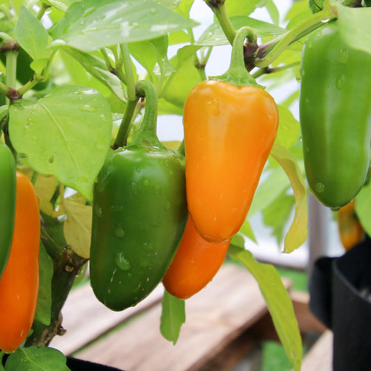 MIgardener Pumpkin Spice Jalapeno Pepper, ripe and vibrant, showcasing its spicy orange and green coloration on the plant.