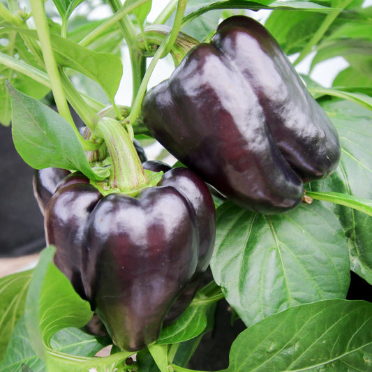 Purple Beauty Bell Pepper from MIgardener, showing vibrant purple-colored bell pepper with a glossy surface and green stem.