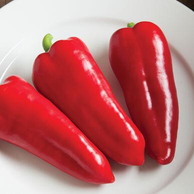 Red Corno di Toro pepper from MIgardener, showing vibrant red, elongated, curved shape with glossy skin.