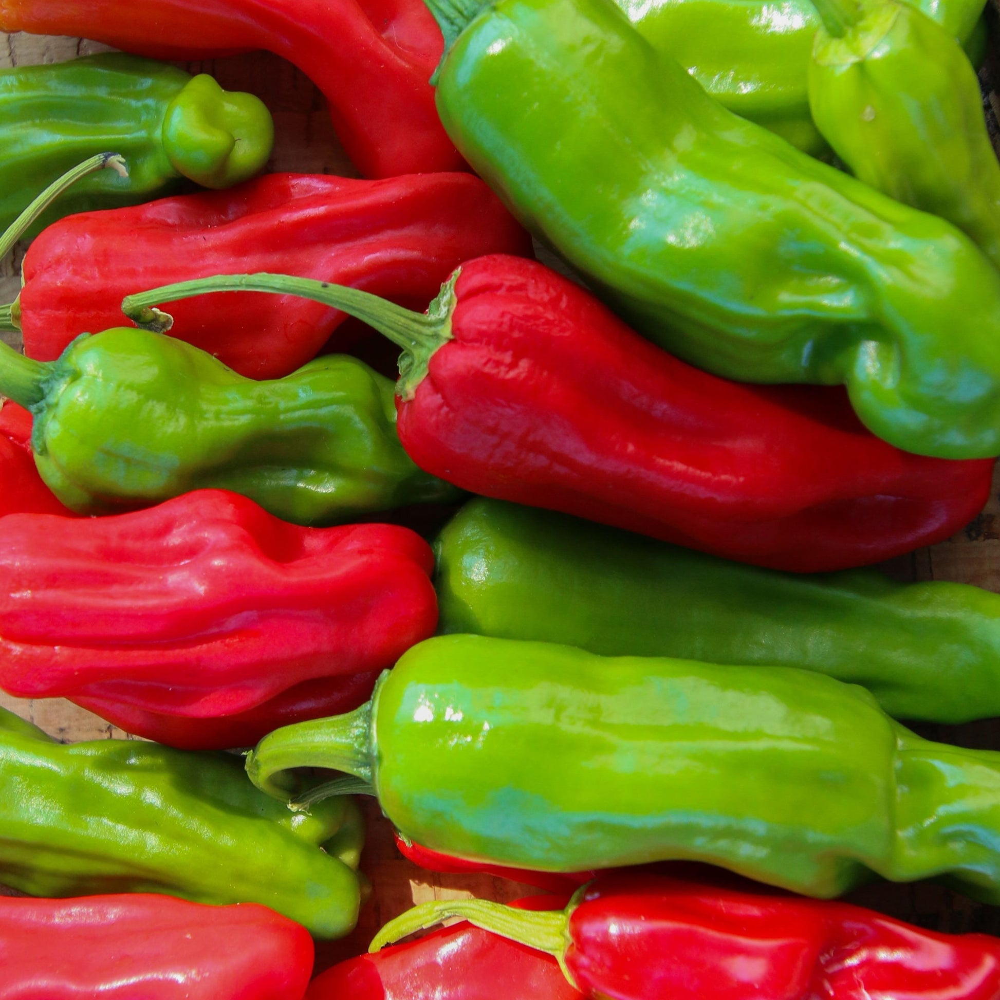 Fresh MIgardener Shishito Pepper on the plant, showcasing vibrant green peppers ready for harvest.