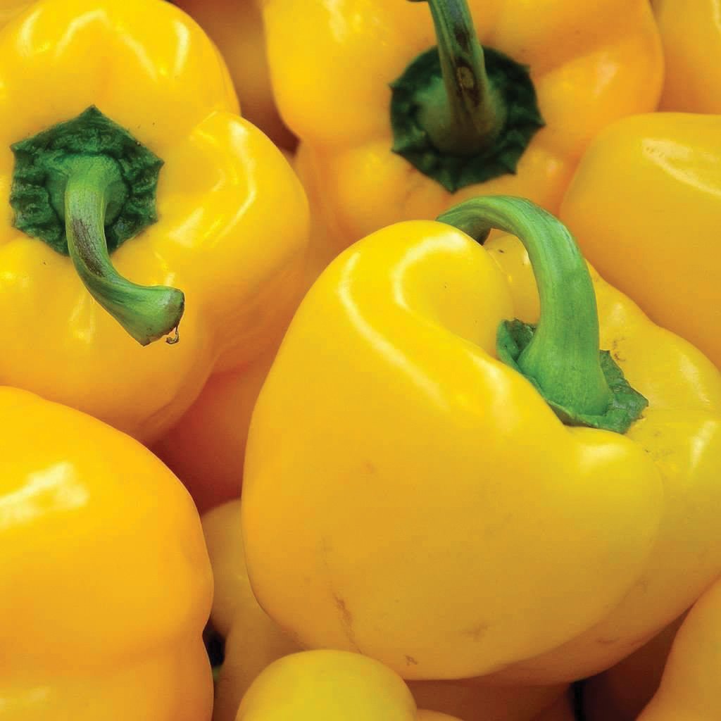 Sunbright Bell Pepper from MIgardener, fresh and vibrant orange pepper with smooth skin, ready for harvest.