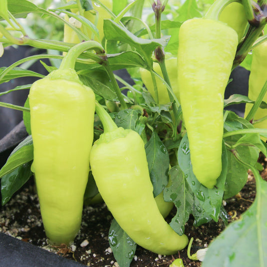 Fresh sweet banana pepper from MIgardener, vibrant yellow-green color, elongated shape, and glossy skin.