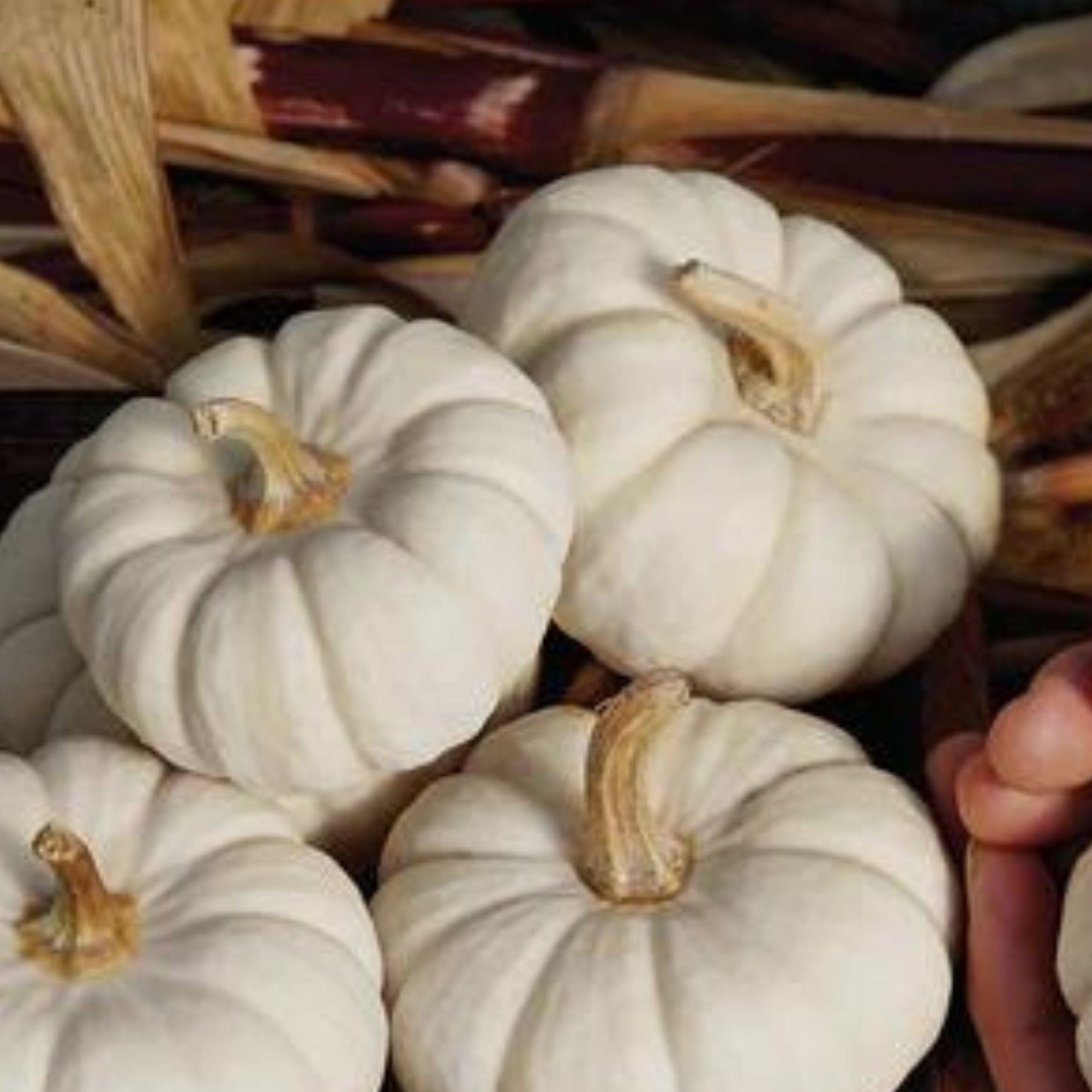 Baby Boo pumpkin from MIgardener, small white pumpkin with smooth surface and rounded shape, perfect for fall decorations.