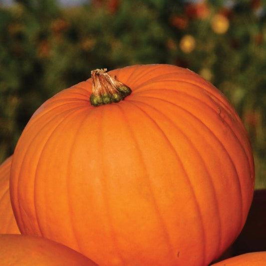 Connecticut Field Pumpkin by MIgardener, showing a large orange pumpkin with ribbed surface and green stem on a farm backdrop.