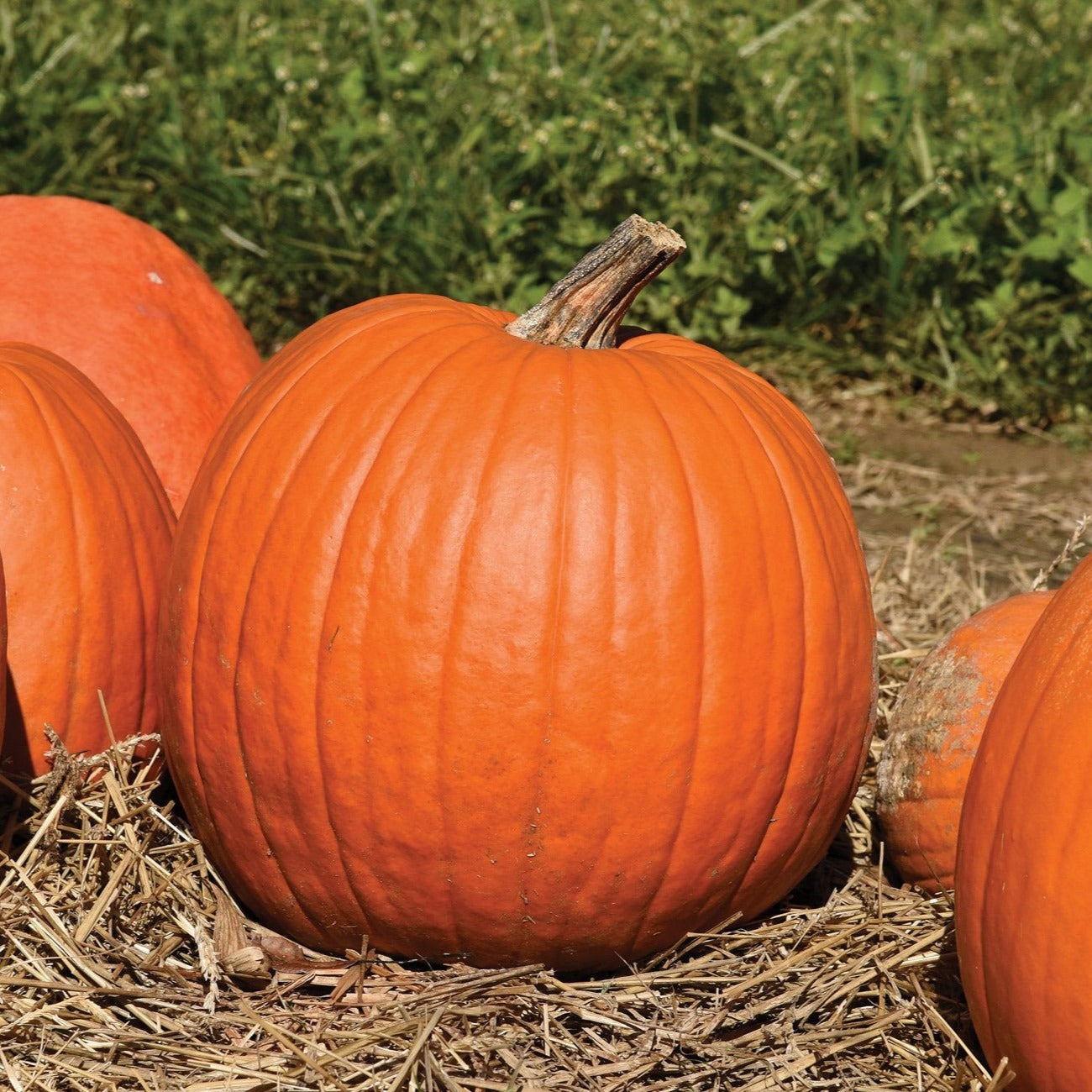 MIgardener Howden Pumpkin showing its large, orange, round shape with green stem on a vine.