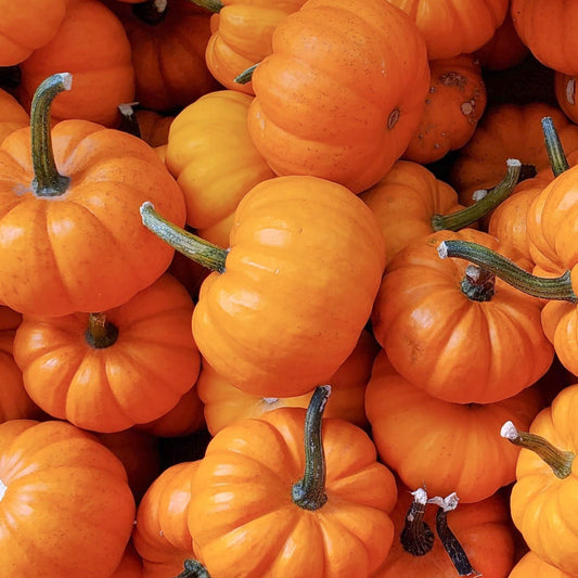 Small orange Jack Be Little pumpkin from MIgardener, showing its round shape and vibrant skin.