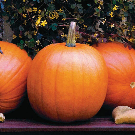 MIgardener Jack O Lantern pumpkin, large orange Halloween pumpkin with a carved face for seasonal decoration.