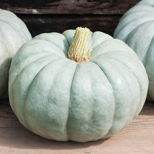 Blue Jarrahdale pumpkin from MIgardener featuring its large, ribbed, blue-gray exterior and smooth stem.