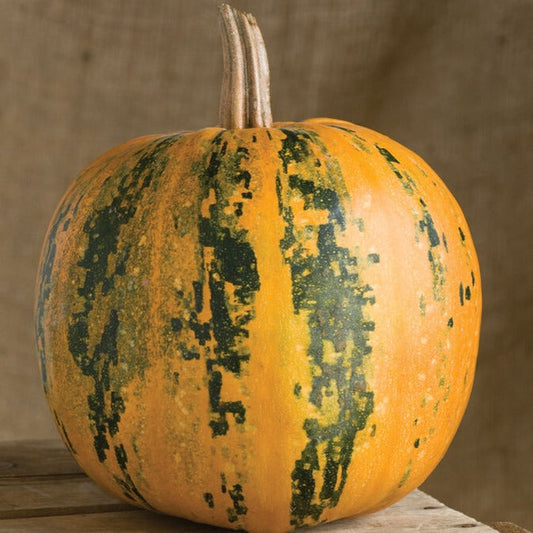 Kakai pumpkin from MIgardener, vibrant orange pumpkin with a smooth surface, ideal for cooking and decorative fall displays.