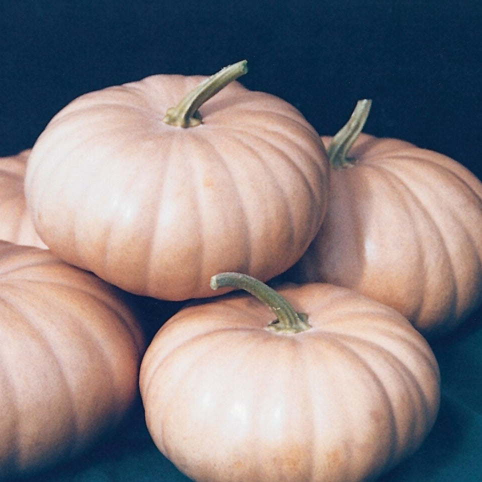 Large Long Island Cheese Pumpkin from MIgardener showing its distinctive flattened, ribbed shape and creamy orange skin.