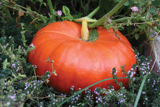 Orange Rouge Vif D'Etampes pumpkin from MIgardener, featuring its classic flattened, ribbed shape and vibrant color.