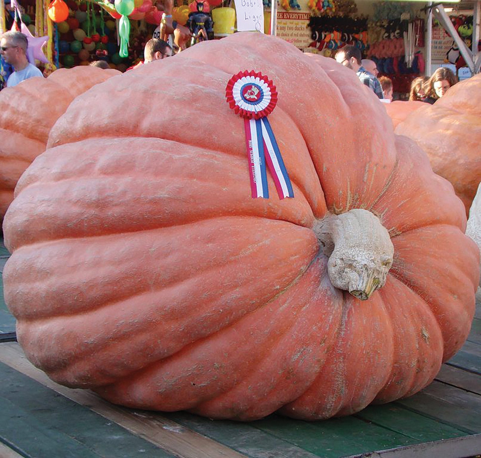 Large orange giant pumpkin from MIgardener, showcasing its size and smooth surface, awarded as a state fair winner.