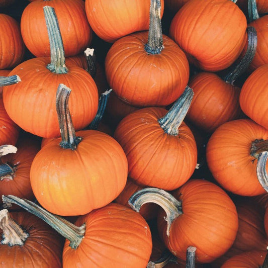 MIgardener Sugar Pie Pumpkin, round orange pumpkin with smooth skin, ideal for baking and fall decorations.