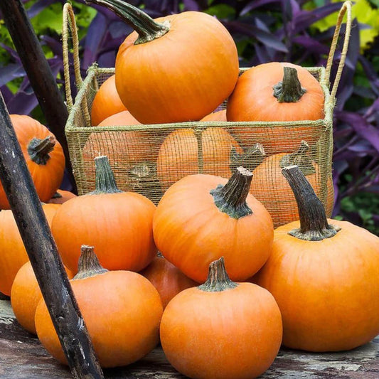 Small orange pumpkin from MIgardener's Wee-Be-Little Pumpkin variety, shown in a natural setting.