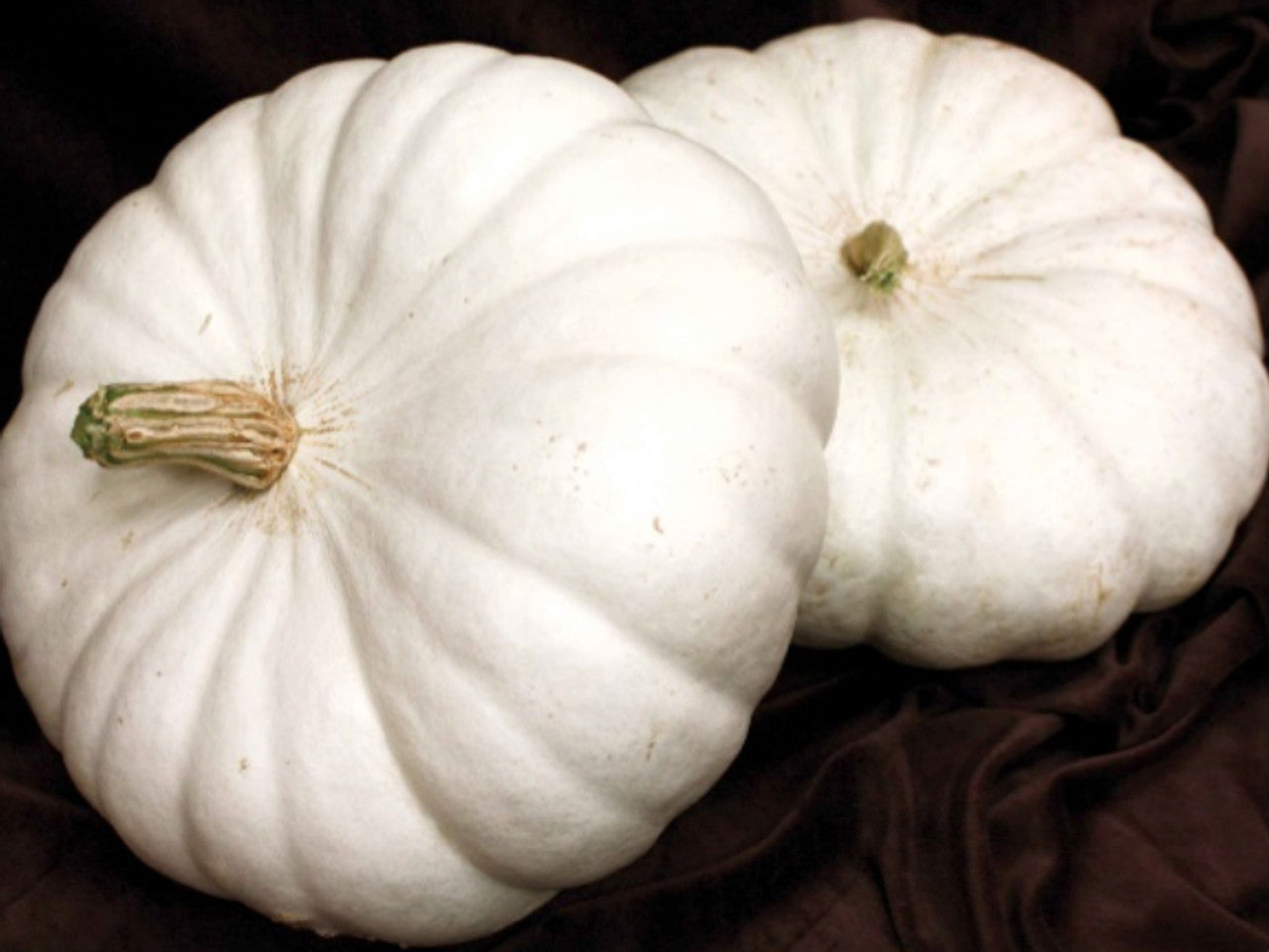 White Flat Boer pumpkin from MIgardener, showing its smooth, flat, white pumpkin with a sturdy stem and vibrant color.