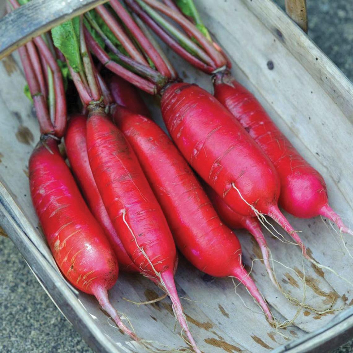 Fresh China Rose Radish from MIgardener, featuring vibrant pink and white roots with green leafy tops.