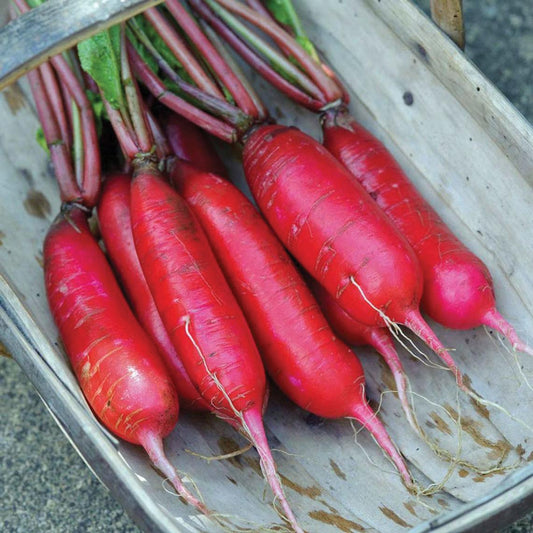 Fresh China Rose Radish from MIgardener, featuring vibrant pink and white roots with green leafy tops.