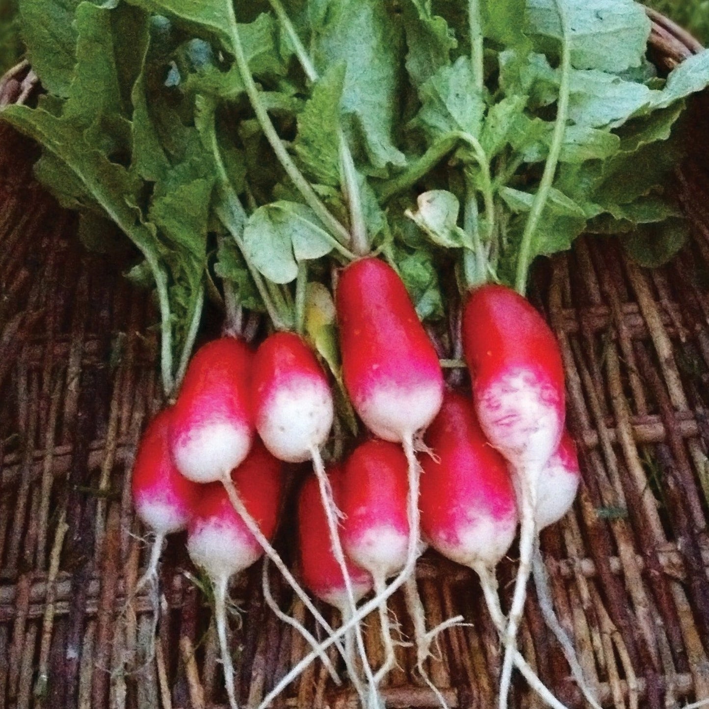 Fresh French Breakfast Radish from MIgardener, showcasing vibrant red and white elongated radishes with green leafy tops.