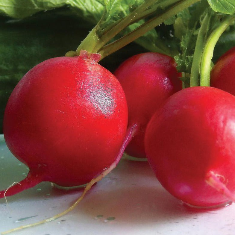 Fresh German Giant Radish from MIgardener showing vibrant red roots and green leafy tops on a garden bed.