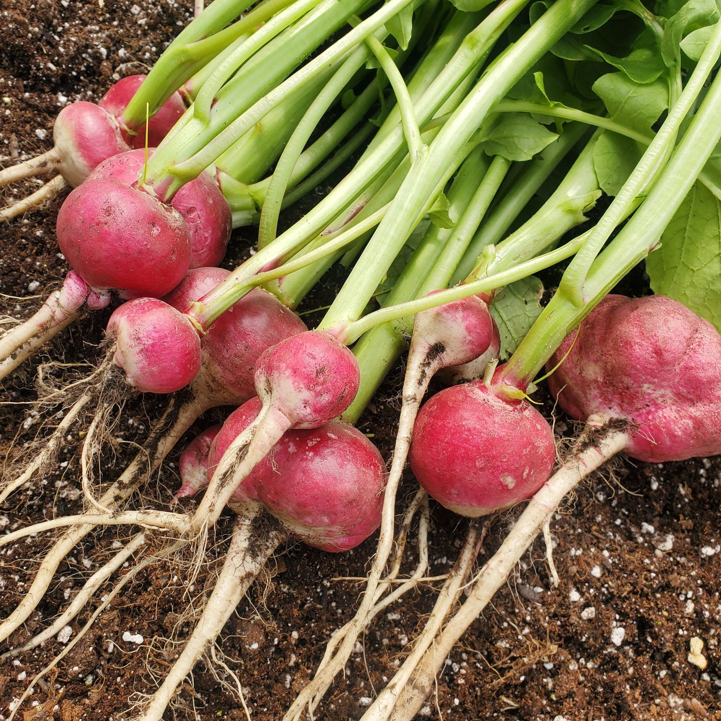 Lady Slipper Radish from MIgardener, fresh white and pink radish with smooth skin and tapered shape, ready for harvesting.