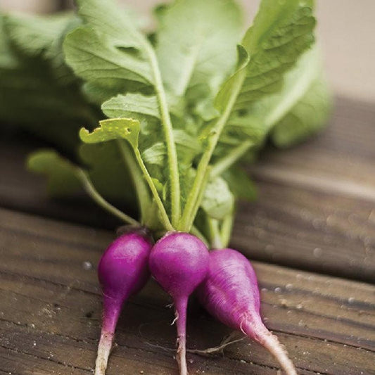 Purple Plum Radish from MIgardener, showcasing vibrant purple skin and crisp white interior, fresh and ready to harvest.