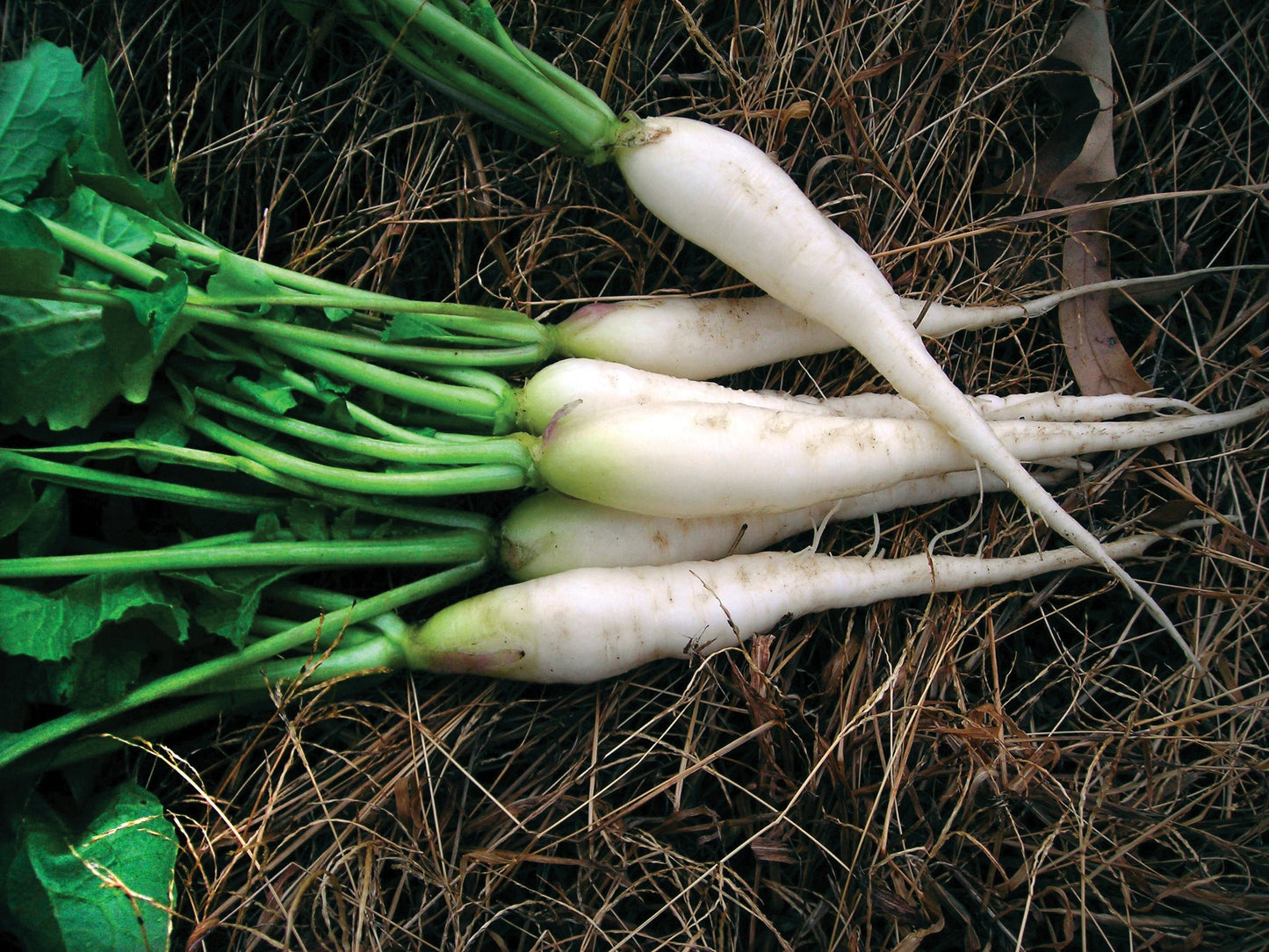 White Icicle Radish by MIgardener, fresh and crisp root vegetable with long, white, tapered shape on a rustic surface.