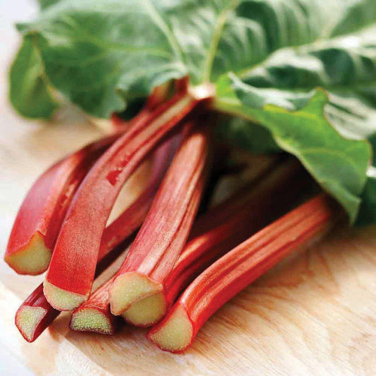 Victoria Rhubarb plant from MIgardener featuring large green stalks and vibrant red stems in a garden setting.