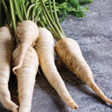 Fresh All American Parsnip root from MIgardener, showcasing its pale, tapered vegetable ready for harvest.