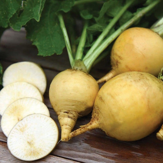 Golden Ball Turnip root from MIgardener, showing a round yellow root with green leafy tops on a plain background.